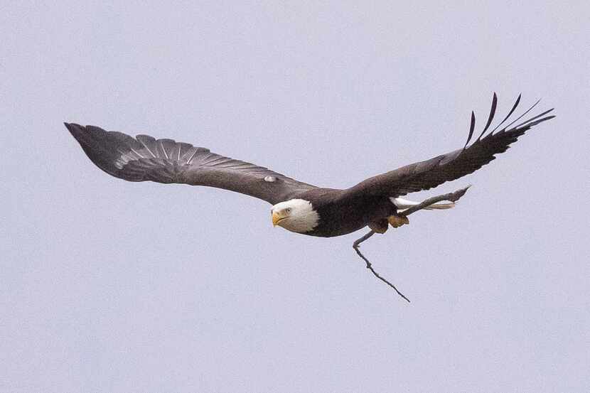 A bald eagle flies with a twig back to its tree at White Rock Lake on Wednesday, Feb. 16,...