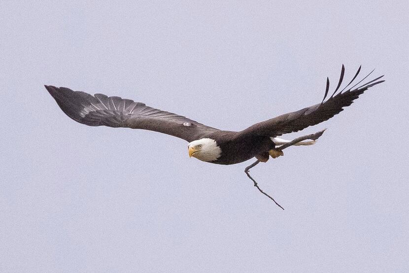 Are Dallas bald eagles rebuilding their nest near White Rock Lake? Here are  6 things to know