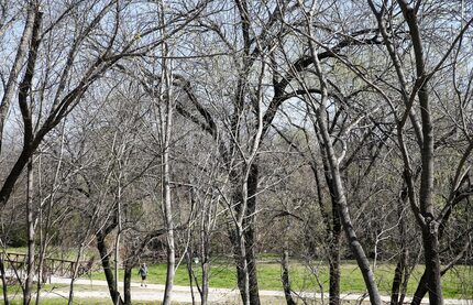 Here's the view out back of Alamo Drafthouse in Lake Highlands.