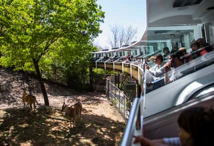  People view animals from air-conditioned cars during a preview ride of the Dallas Zoo's...