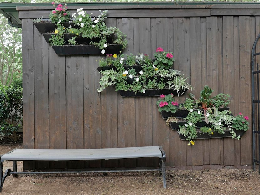 
A variety of plants is featured in this vertical garden on the north fence of the Bessie...