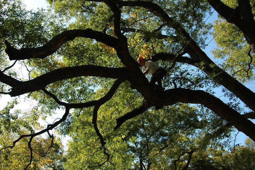 The national champion pecan tree in Weatherford is a sight to behold.