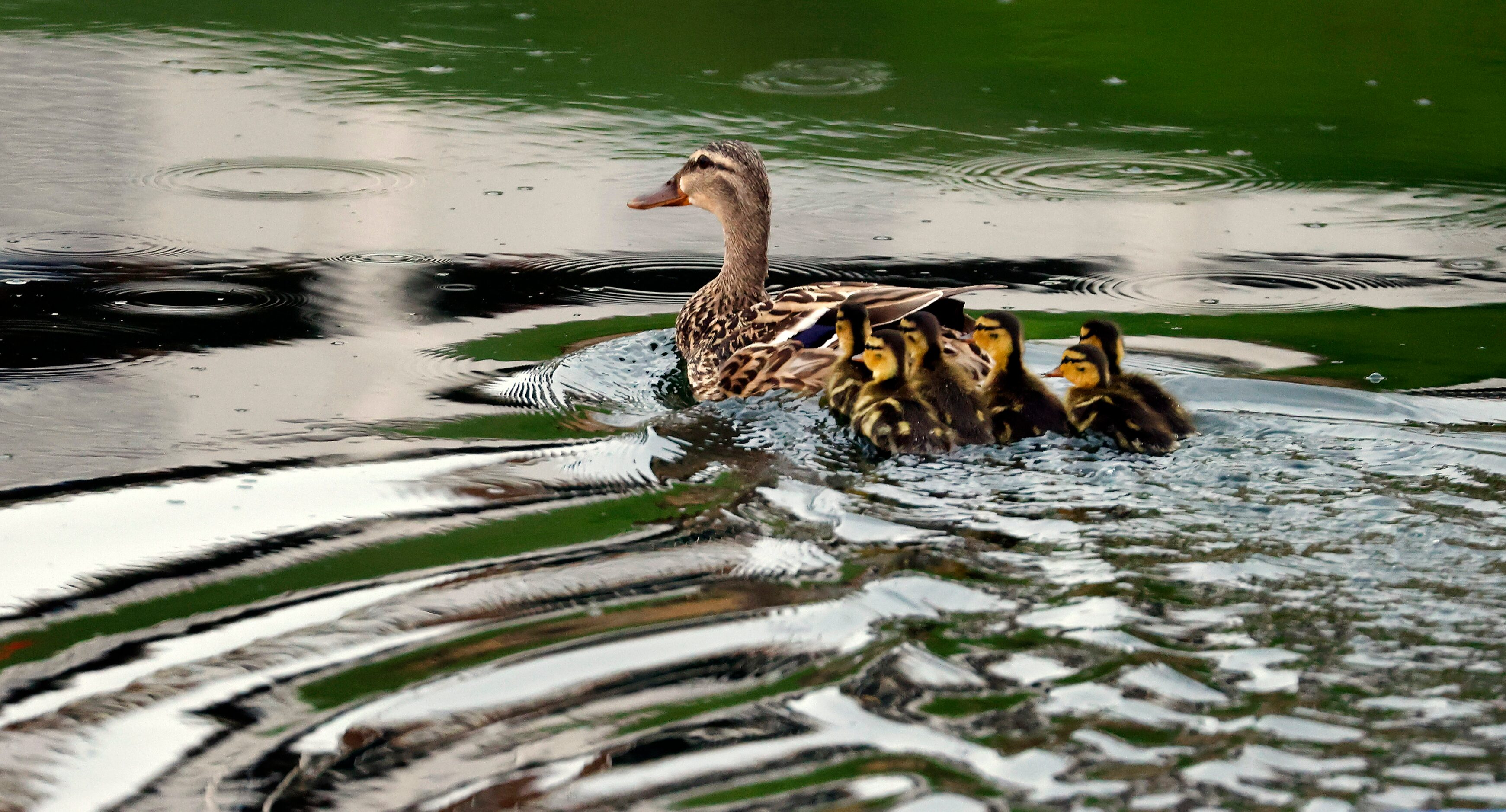 A mother duck and her ducklings paddle across the clubhouse pond following a suspension of...