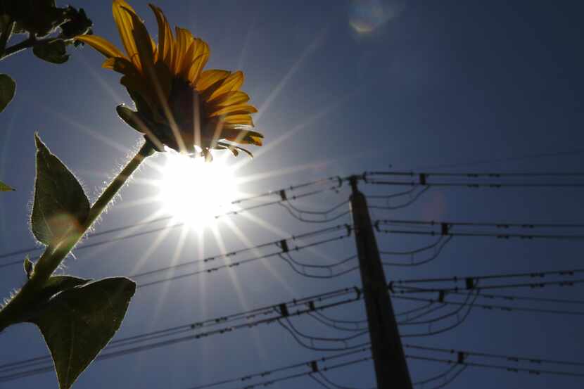 A beautiful sunflower stands against the backdrop of silhouetted power lines connecting to...