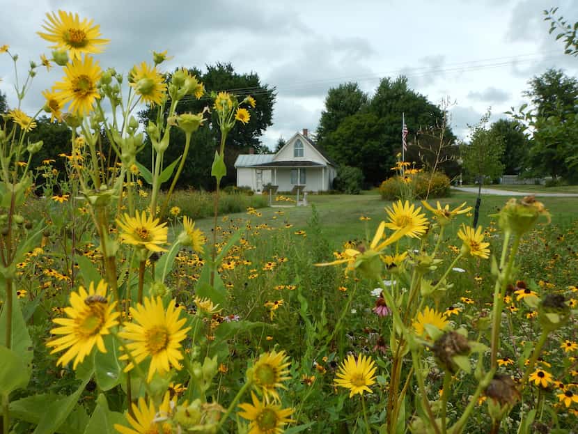 Beautiful wildflowers surround the American Gothic house