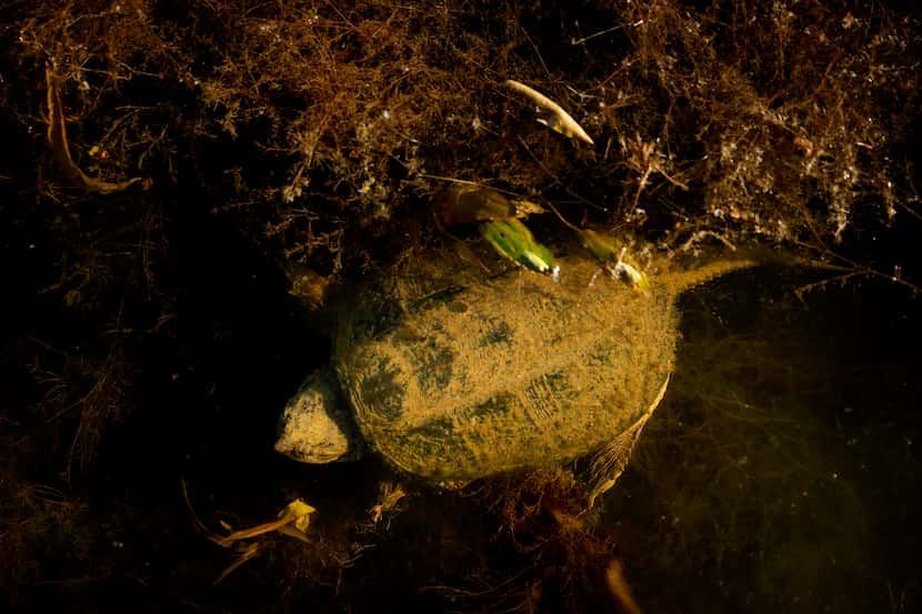 A snapping turtle swims below surface of Perch Pond at Cedar Hill State Park in Cedar Hill,...
