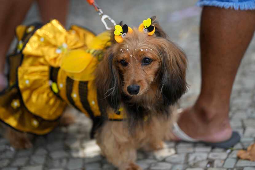 Un perro disfrazado de abeja durante el desfile "Blocao" del Carnaval de Río de Janeiro,...