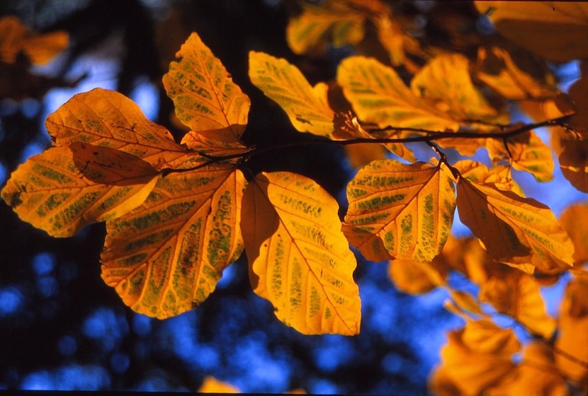 Persian ironwood tree 