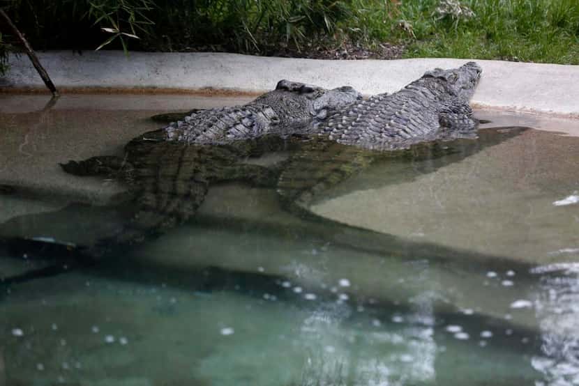 Los cocodrilos se abrigan en una piscina temperada a 80 grados en el Zoológico de...