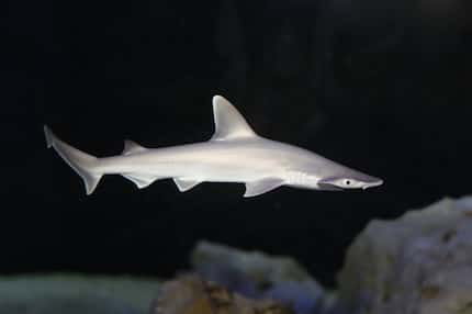 A baby bonnethead shark at the Children's Aquarium at Fair Park. 