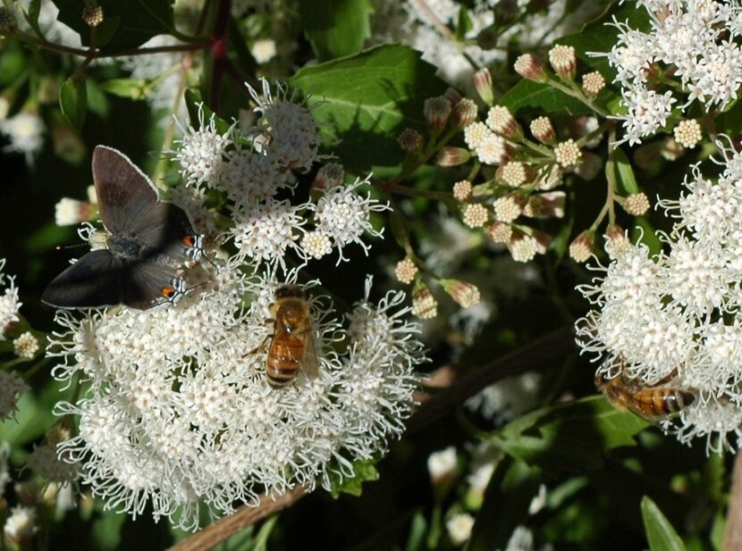 Encouraging biodiversity is the key to a successful garden.