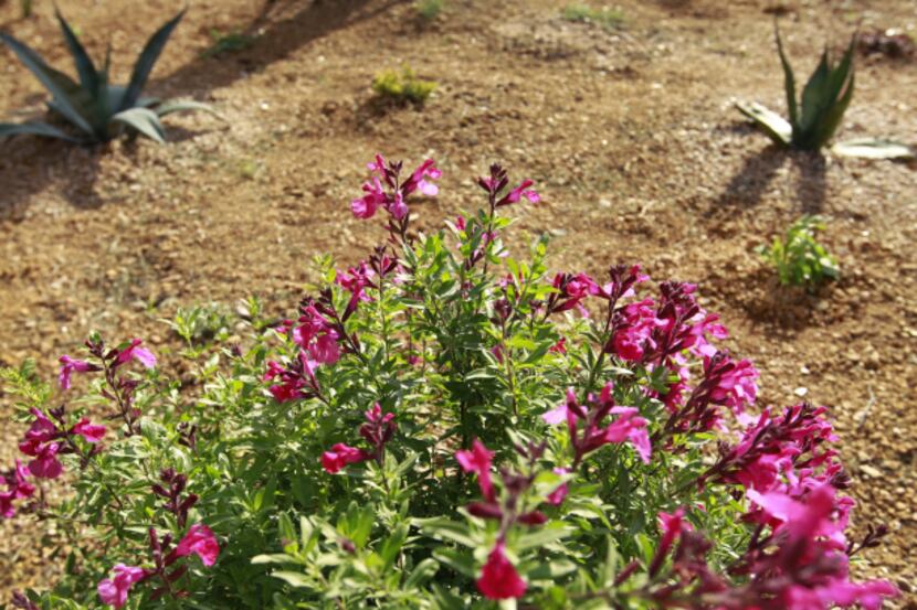 Burton Knight planted colorful Salvia greggii in his water-saving native-plant  garden.
