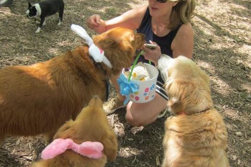 
Jyll Spears and her pack checked out their treats at Golden Retriever Rescue of North...