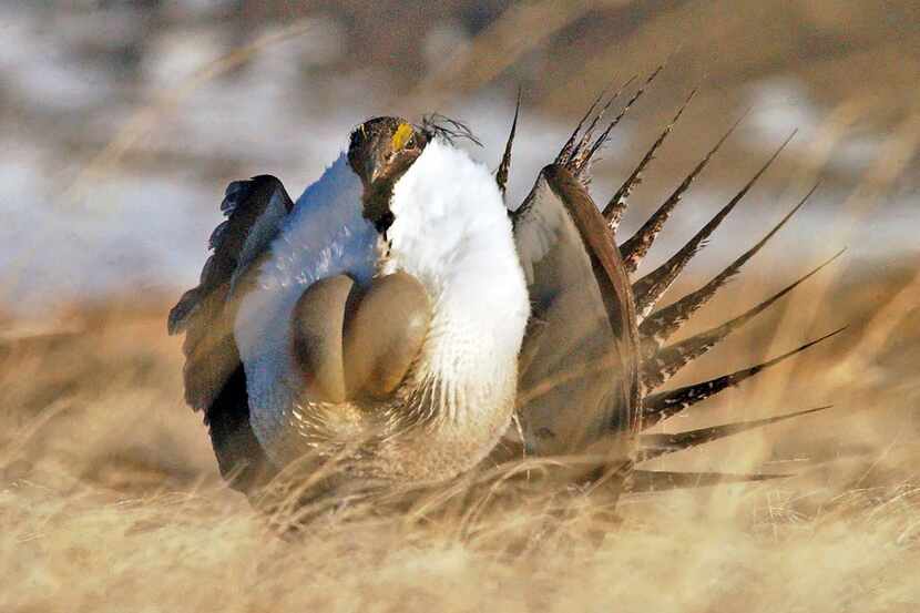 A sage grouse performs his "strut" near Rawlins, Wyo. 
