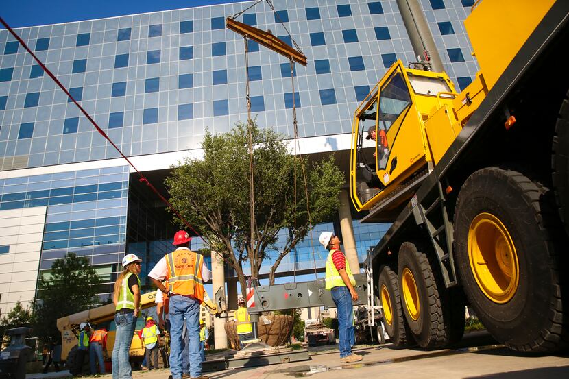 Construction workers attached a crane to the trunks of a 30-foot tall live oak tree at the...