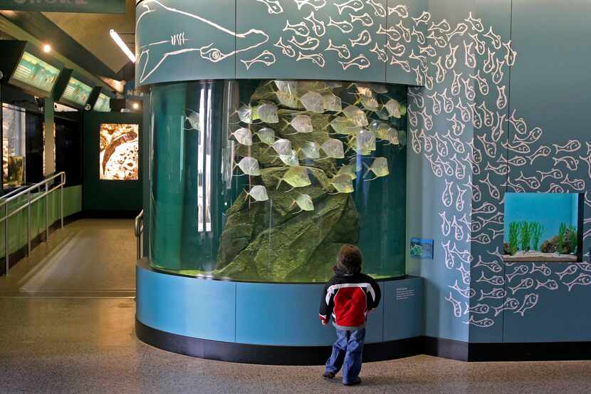 AQUARIUM -- Children’s Aquarium at Fair Park. Designed with young’uns in mind, this lovely...
