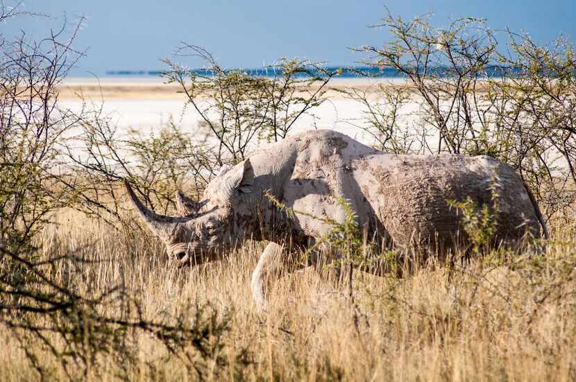 At last count,  Africa’s black rhinos had plummeted to 5,500, largely due to poaching. This...