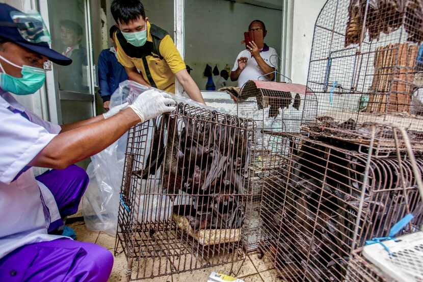 Health officials inspect bats to be confiscated and culled in the wake of coronavirus...