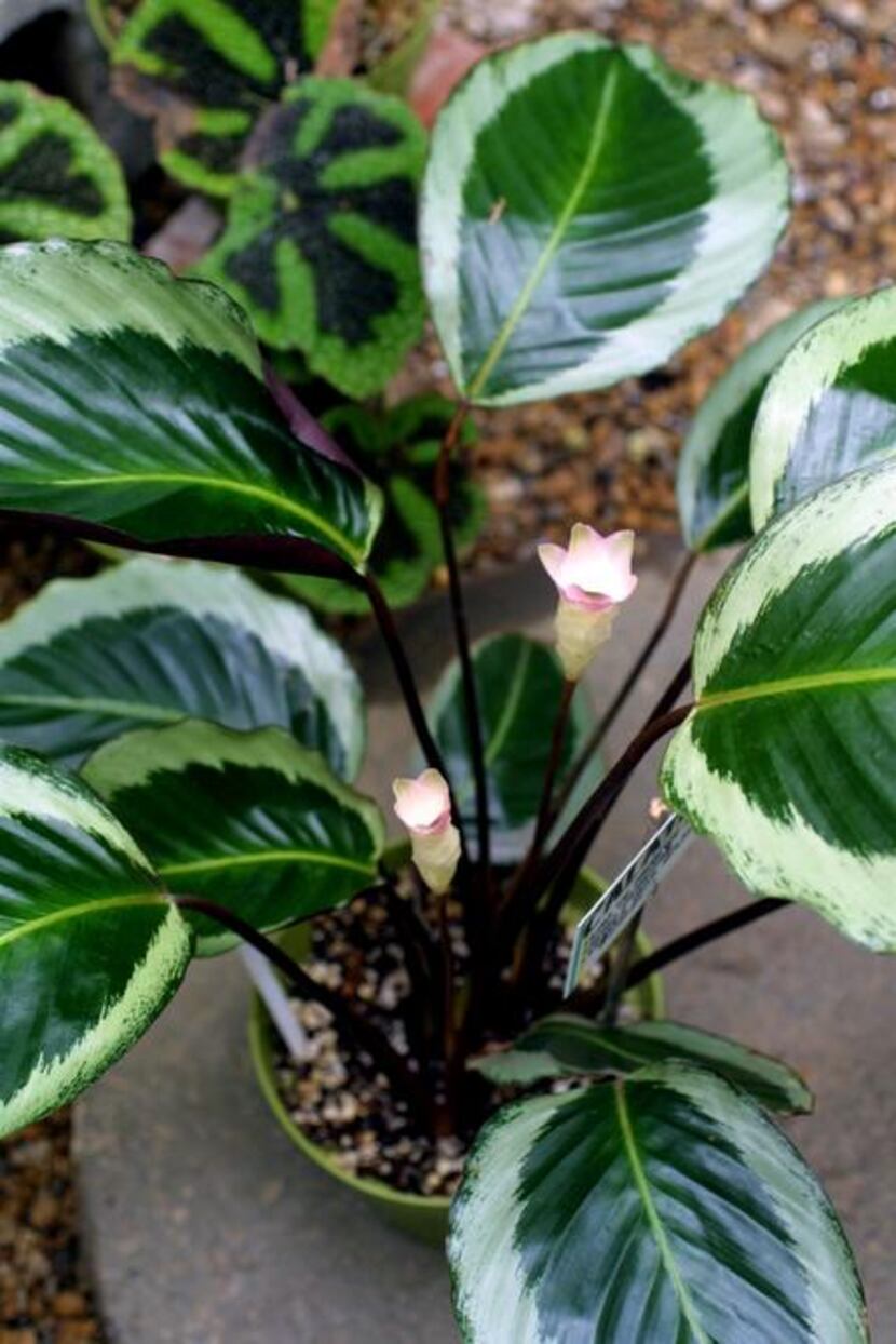 
Calathea plant 
