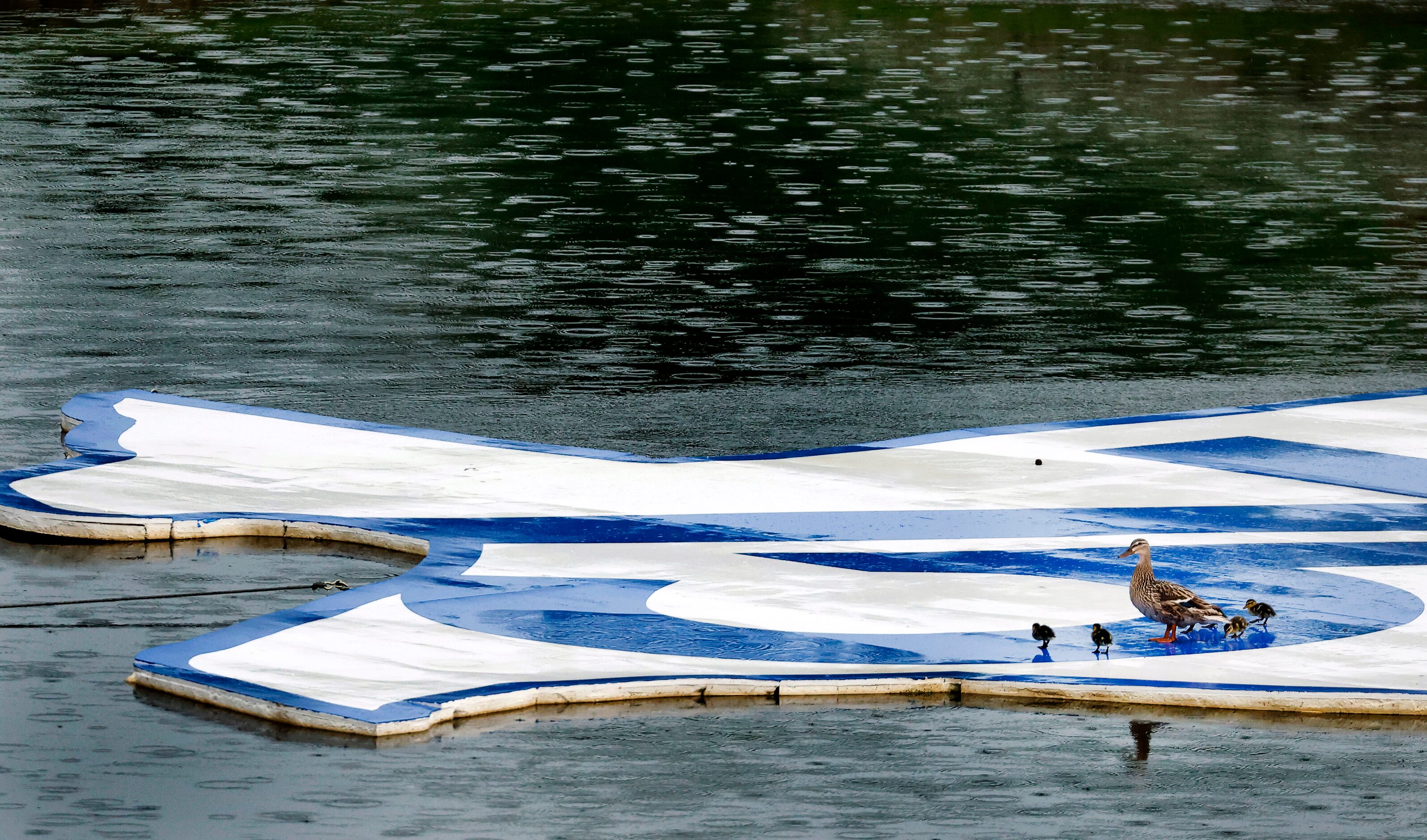 A mother duck and her ducklings climb aboard a floating 75th Anniversary logo near the...