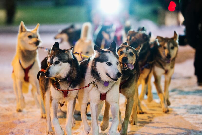 Mitch Seavey's team reaches the finish line in the Iditarod Trail Sled Dog Race, Wednesday,...