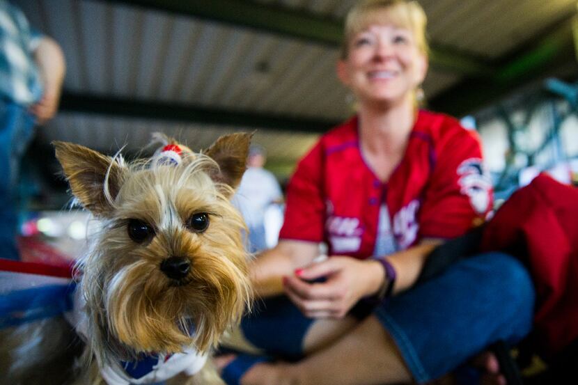 Winnie sits with her owner Tamara Gamino during the Texas Rangers' annual Bark in the Park...