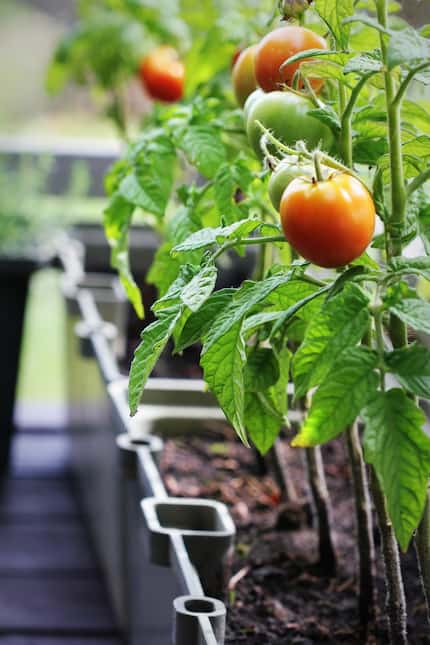You’ll want to start your tomatoes from nursery transplants instead of from seeds — this...