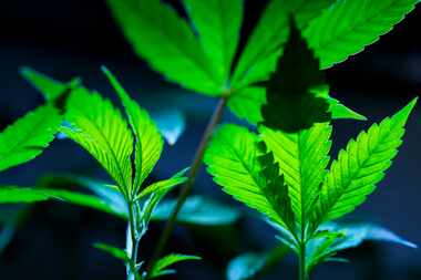 FILE - Cannabis clones are displayed for customers at Home Grown Apothecary, April 19, 2024,...