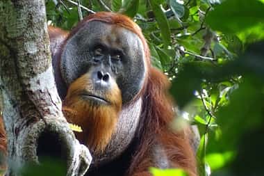 Esta foto entregada por la Fundación Suaq muestra al orangután Rakus en el Parque Nacional...