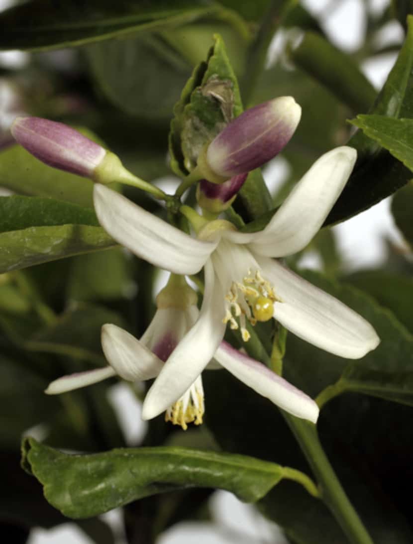 Calamondins, lemons, limes and kumquats flower and produce throughout the year. Other citrus...
