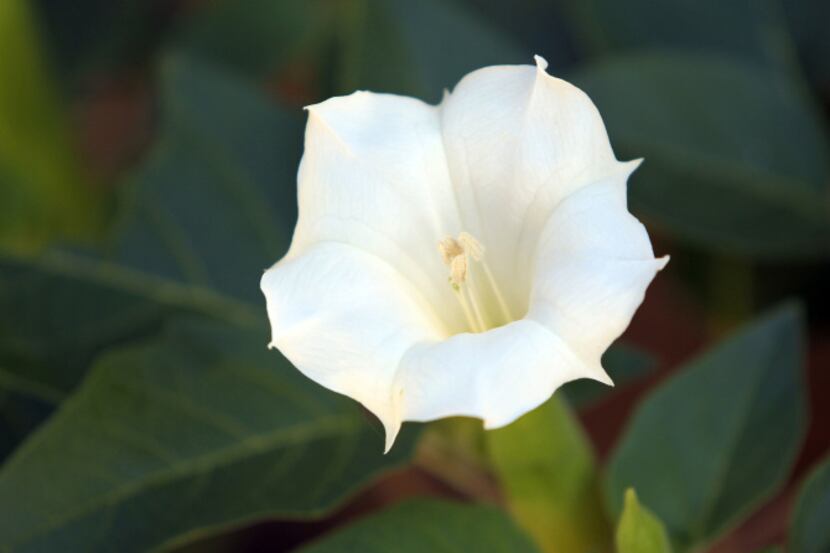 Native datura flowers last only one night.