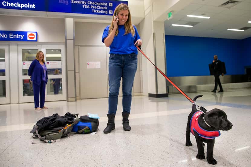 Caroline Clayton, an American Airlines employee, arrives with an 8-week-old lab puppy named...