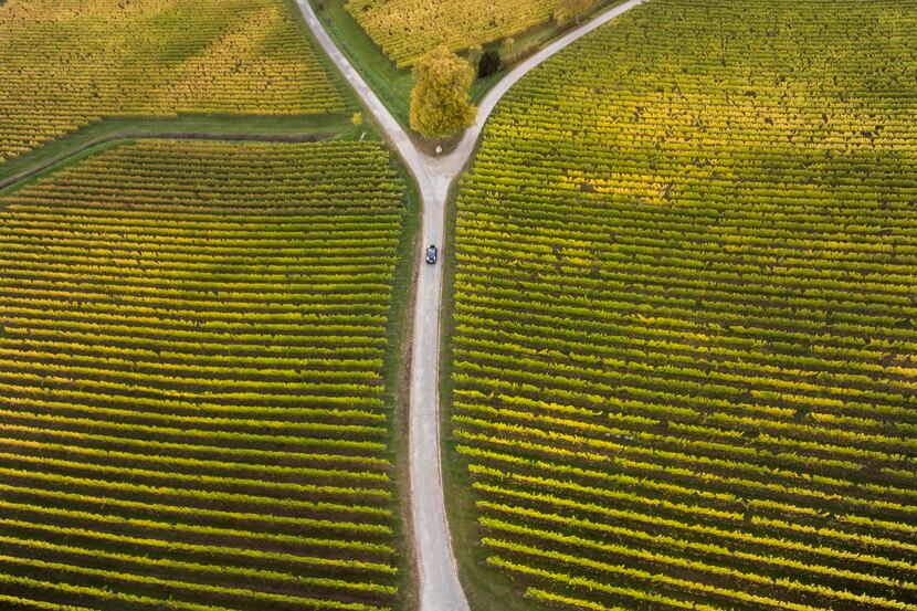 Aerial view of autumnal vineyards and fork in the road