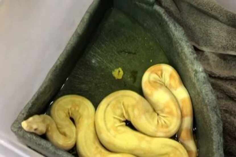 This young python was dropped off at a Fort Worth Goodwill sorting center Thursday and...