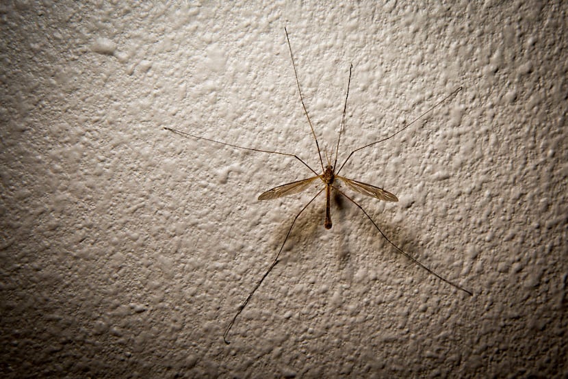 A crane fly seen on a wall in Richardson. (Smiley N. Pool/The Dallas Morning News)