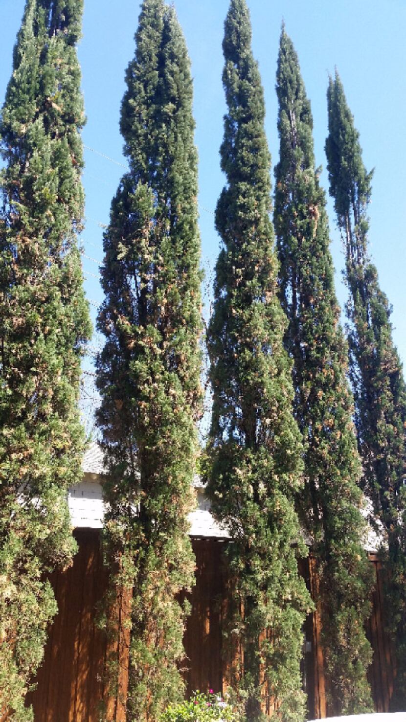 Italian Cypress tree with Seridium Canker Disease, Richardson. 