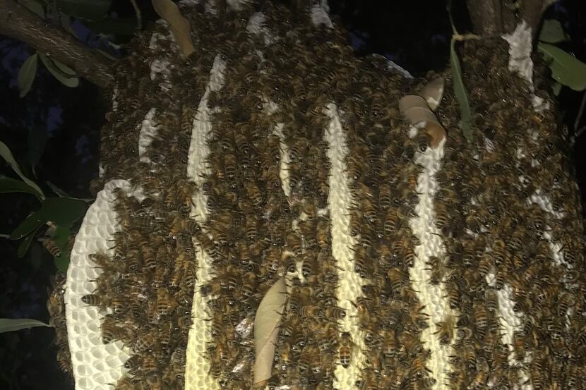 Rainey Rogers estimated a beehive found in a Celina woman's backyard was home to about...