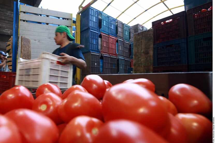 Exportaciones de tomates de México a Estados Unidos. AGENCIA REFORMA.
