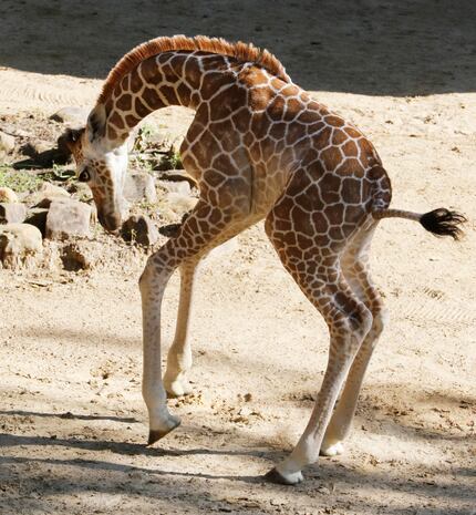 Three-week-old giraffe calf Tsavo born late last month to the Dallas Zoo's beloved giraffe...