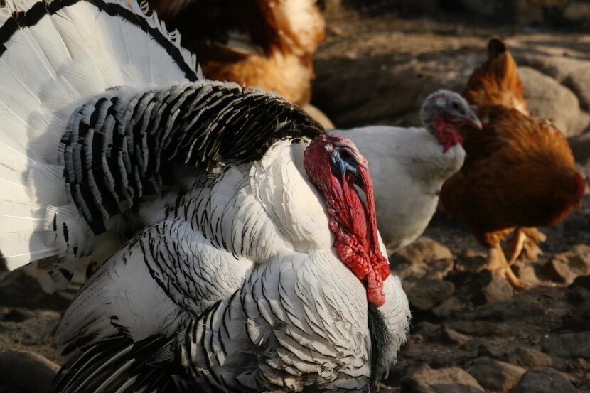 
A Royal Palm turkey is a smaller-size breed. The bird is on the Livestock Conservancy's...