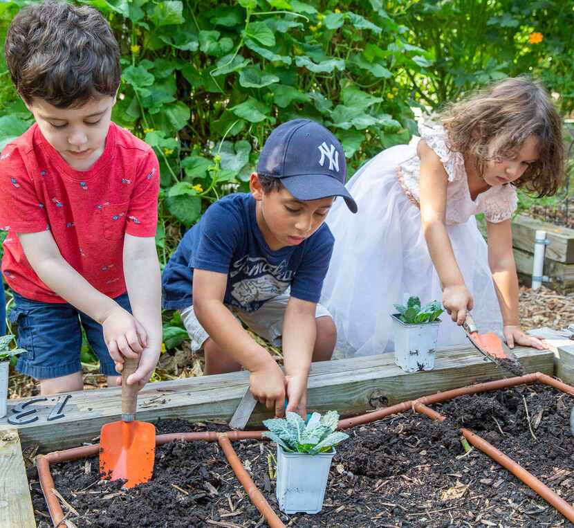 Pre-K students dig holes to plant kale in their school's garden at Temple Emanu-El  in Dallas.