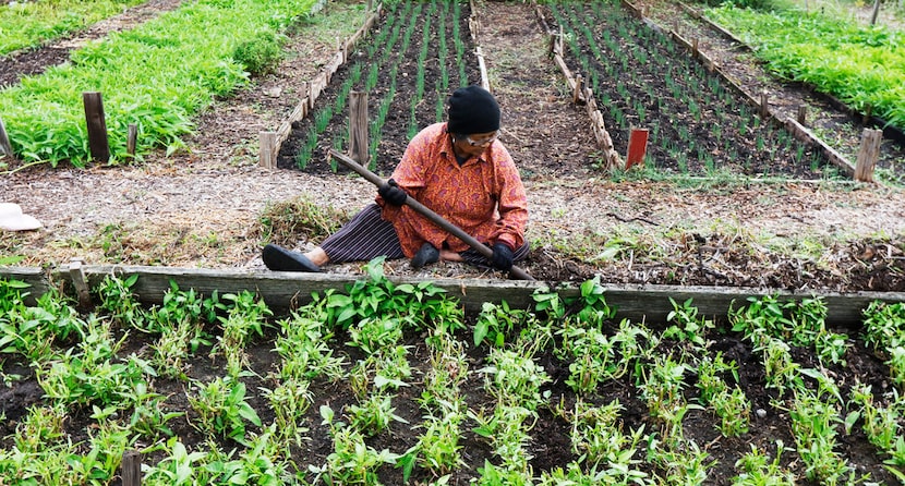 Lon Sok works in the East Dallas Community and Market Garden.