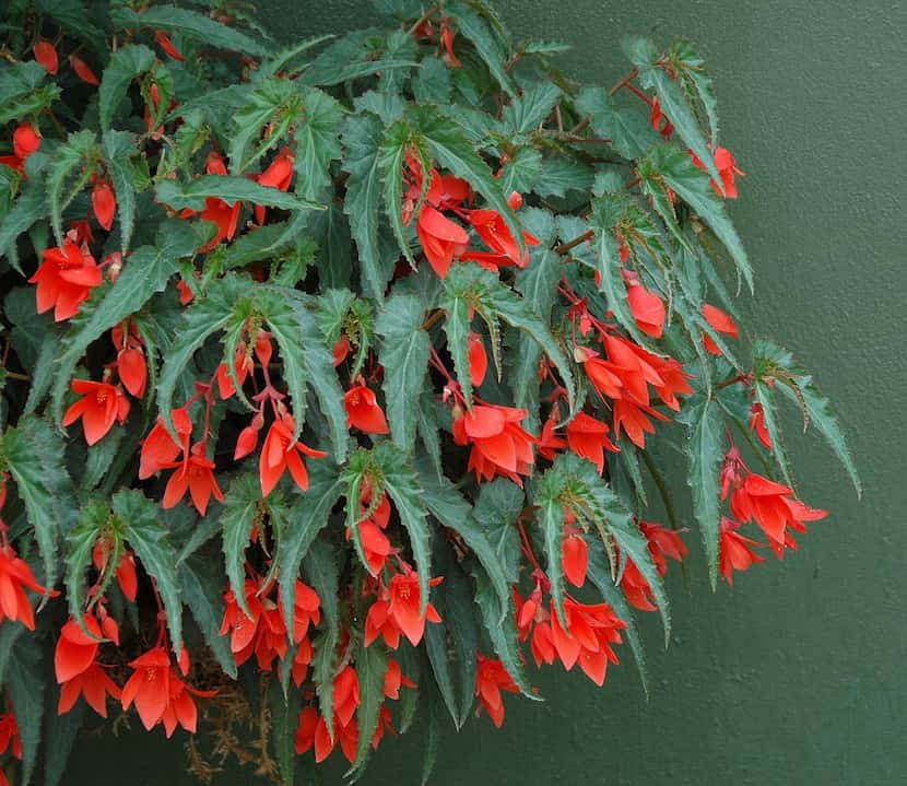 ‘Bonfire’ begonia flowers (right) hang downward out of baskets and will draw hummingbirds to...