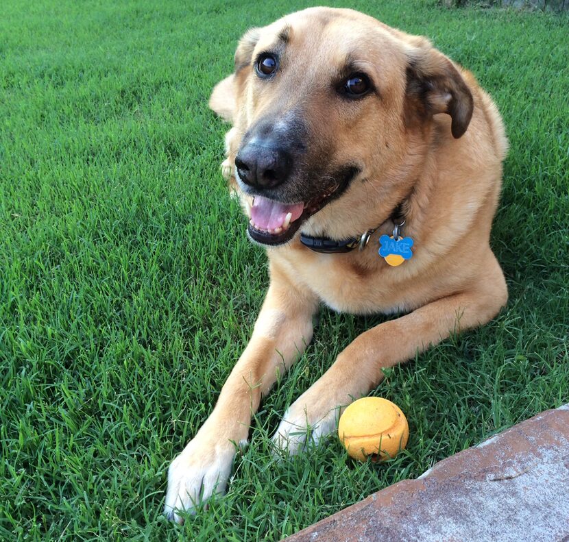 Assistant Sports Editor Scott Bell is sorry. His dog is really cute.