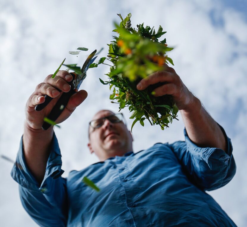 Daniel Cunningham cuts mosquito-repelling plants at the Texas A&M AgriLife in Dallas.