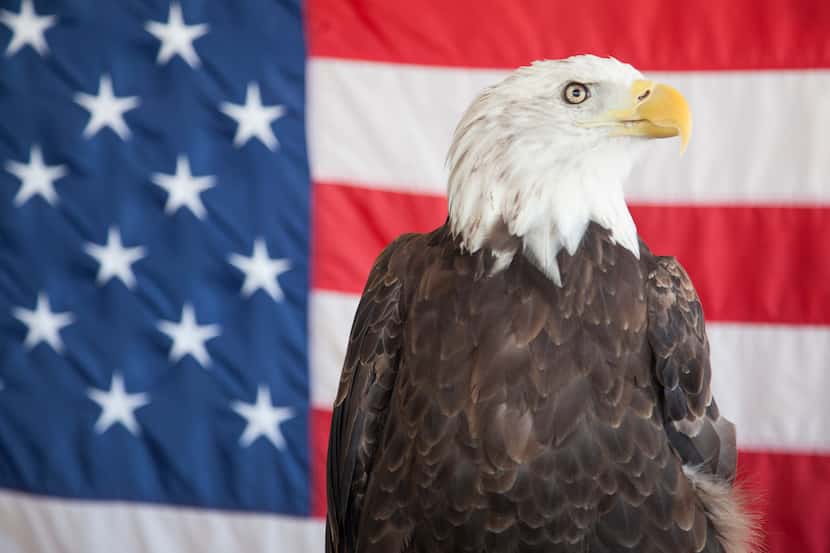 Uncle Sam, a rescued bald eagle displayed in the Birds of Prey show, sat in front of an...