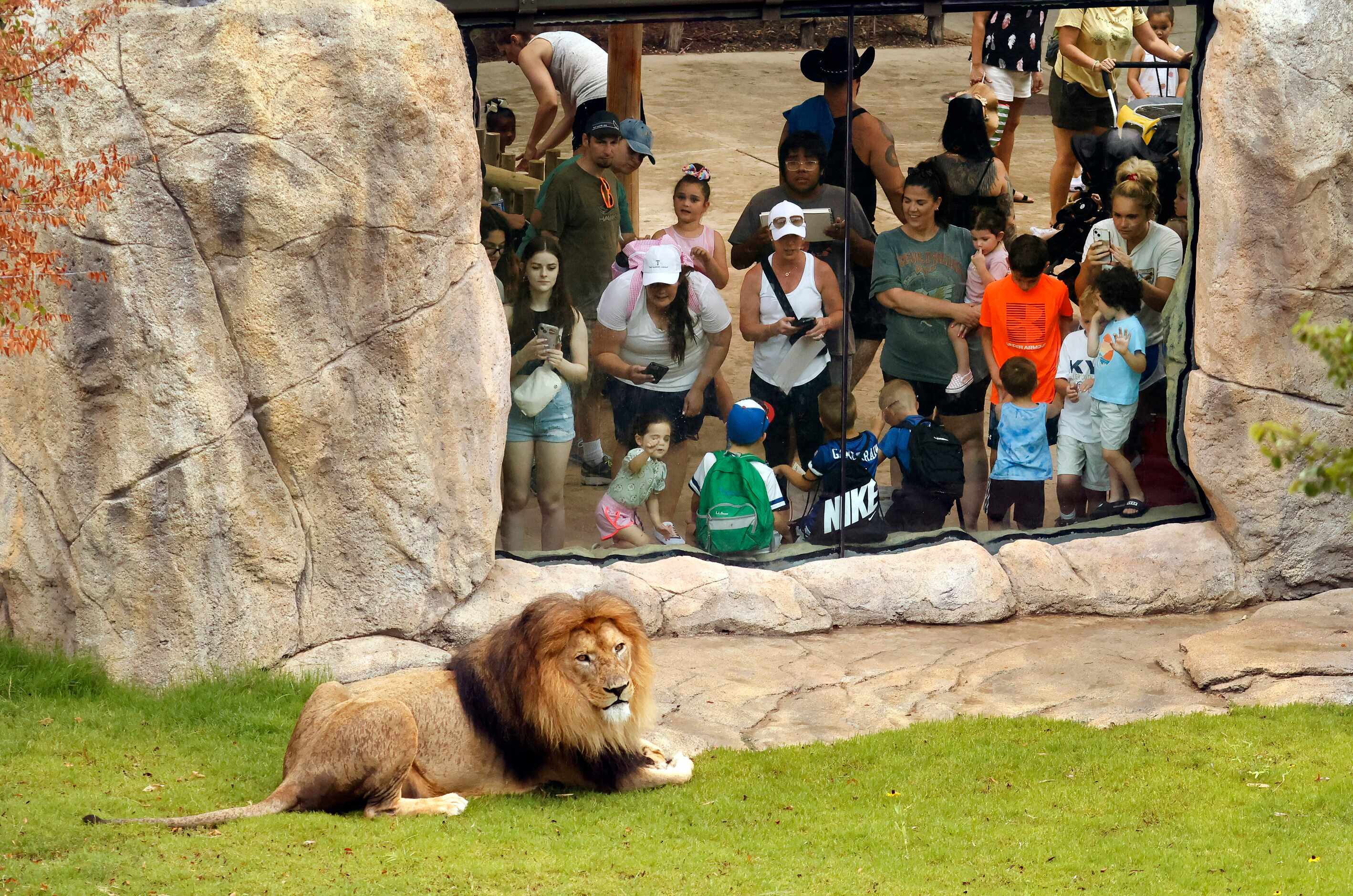 Families get an up close look at Jabulani, a male African lion, in the third phase of A...