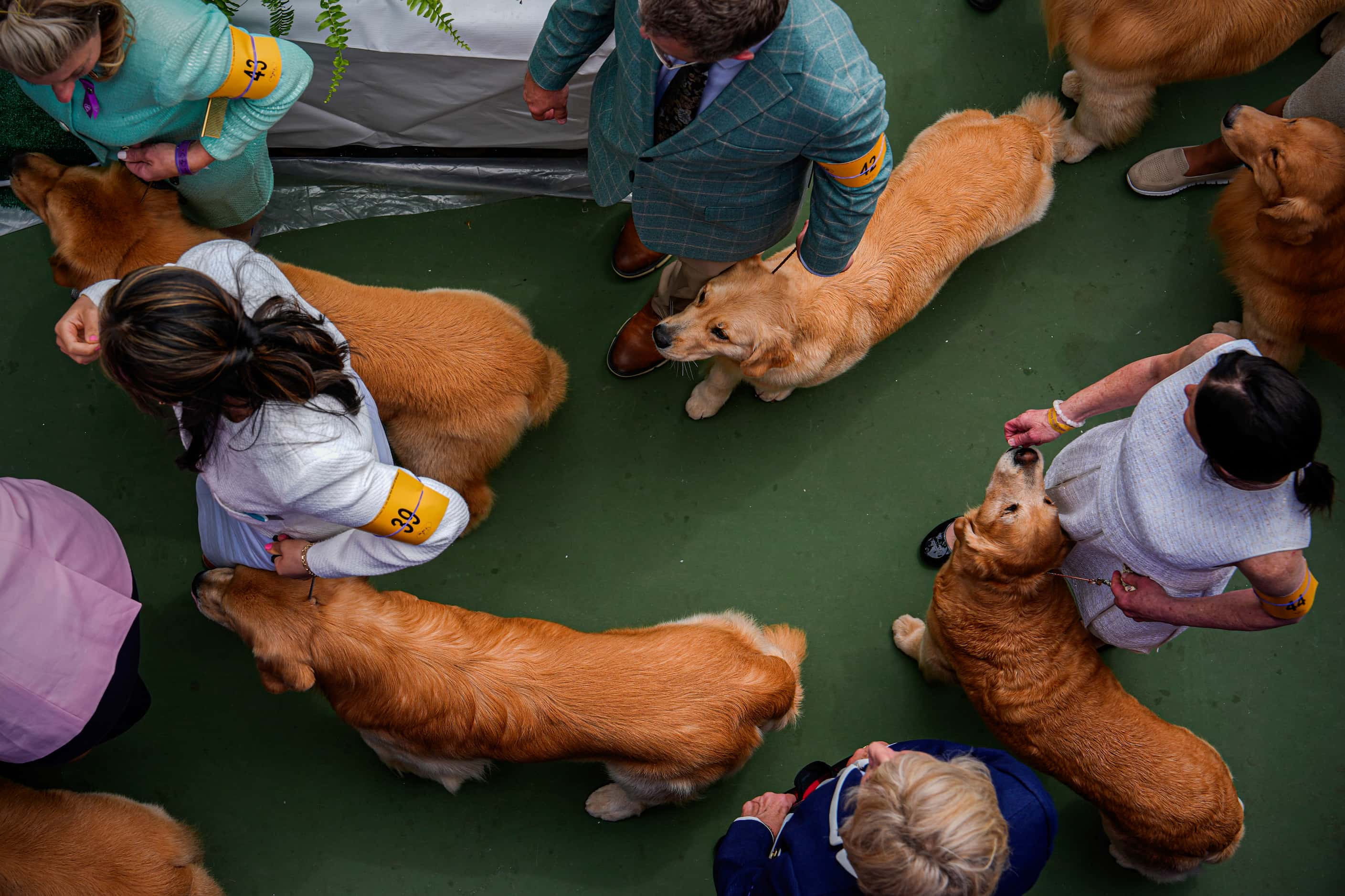 Golden retrievers and their handlers wait to compete in breed group judging at the 148th...
