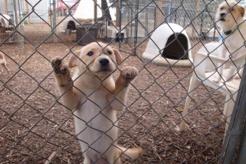 
Flurry fights for attention in the outdoor dog run at the old Second Chance SPCA facility...