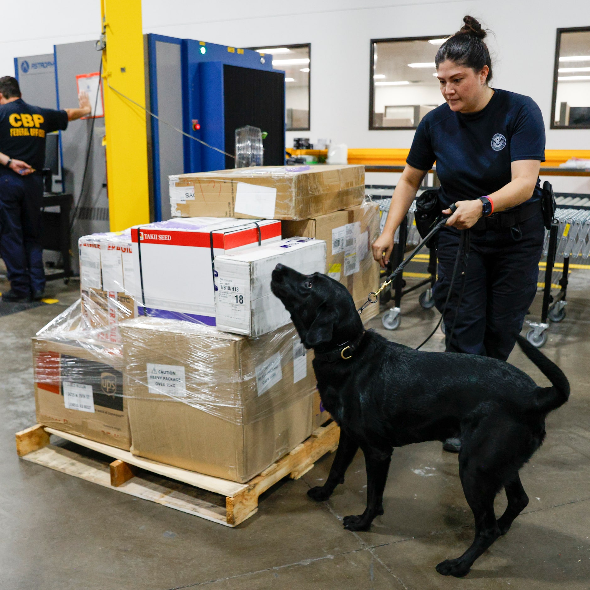 Giovanna Olivas, Customs and Border Protection agriculture specialist K-9 handler, watches...